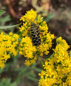 Locust borer Photo: Penelope Harris