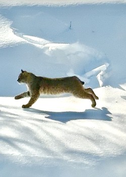 36-nallett-february-bobcat.jpg Photo: David Nallett
