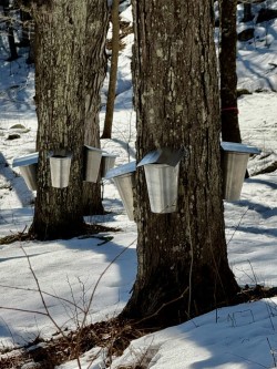 Sap collection Photo: David Nallett