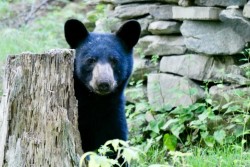 Bear stump Photo: Stephen J. Poklemba