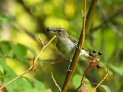 Vireo Photo: Marie Rainville