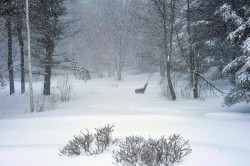 Winter deer Photo: Paul Forlenza