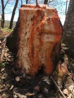 Fungal growth Photo: William Tayler