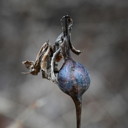 Goldenrod gall Photo: Sandy Dannis