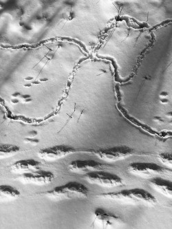 Rodent tracks Photo: Kirk Gentalen