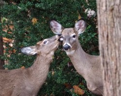 Deer Photo: Charlie Schwarz