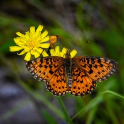 Fritillary Photo: Sandy Miklas Dannis