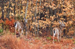 Deer Photo: Richard Philben
