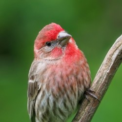 House finch Photo: Charlie Schwarz