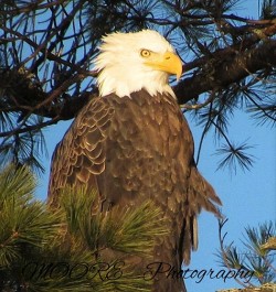 37_bald_eagle_1_web.jpg