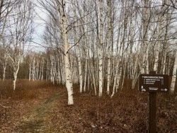 Birch meadow Photo: Sharon Bombard
