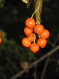 Bittersweet fruit Photo: Donald Weidner