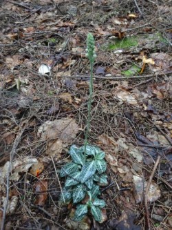 Downy rattlesnake Photo: Jack Nelson