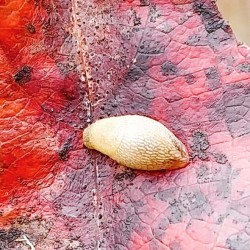 Gastropod Photo: Tracy Sherbrook