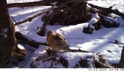 Hawk Photo: Patricia Liddle