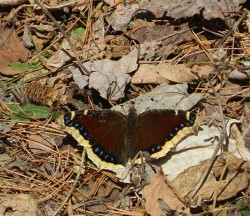 37_mourning_cloak_april.jpg