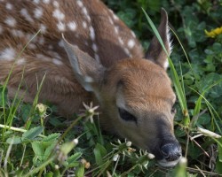 Newborn Fawns Photo: AM Dannis