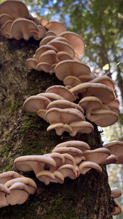 Oyster mushrooms Photo: Jen Adams