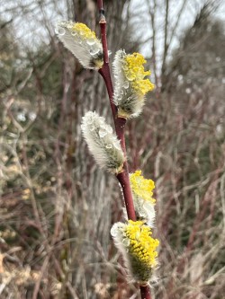 Pussy willow Photo: Sharon Bombard