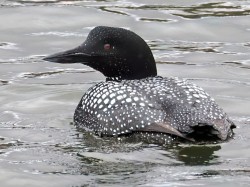 Common loon Photo: Charlie Schwarz