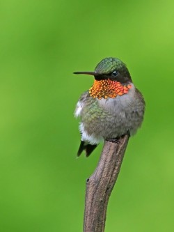 Ruby-throated hummingbird Photo: Charlie Schwarz