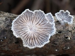 Fungus Photo: Charlie Schwarz