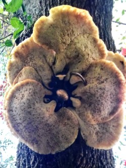 Fungi Photo: Bonna Wieler