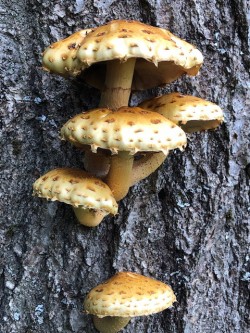 Mushrooms Oak Photo: Tracy Rice