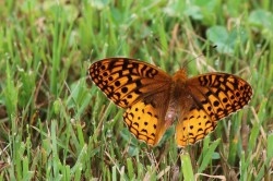 Spangled fritillary Photo: Diana Dube