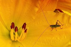 Katydid Photo: Tom Grett