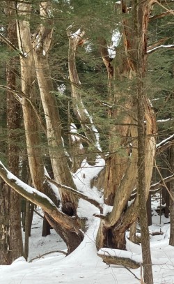 39-bombard-wolf-pine.jpg Photo: Sharon Bombard