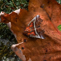 Herald moth Photo: Sandy Miklas Dannis