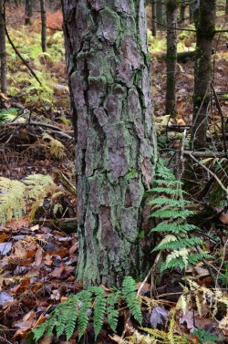 Pine bark Photo: Karen Dapp