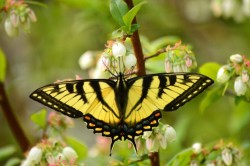 Tiger swallowtail Photo: Ken Hatch