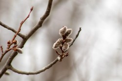 Quaking aspen Photo: Gabriella Marchesani