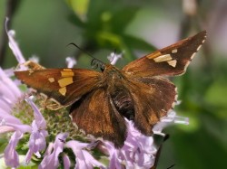 Silver spotted skipper Photo: Charlie Schwarz
