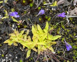 Common butterwort Photo: Sheri Larsen