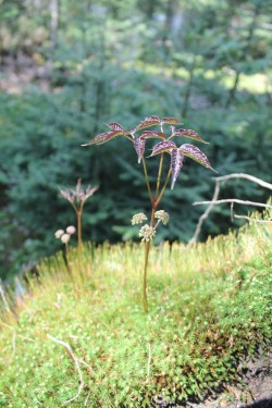 Forest Plants Photo: John Blaser