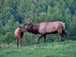 Elk Photo: Charlie Schwarz