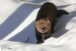 Fisher on snow Photo: Eric D’Aleo