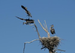 Great blue heron Photo: Ron Logan