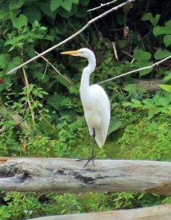 3_Great_Egret_august.jpg
