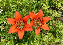Native wood lilies Photo: Karinne Heise
