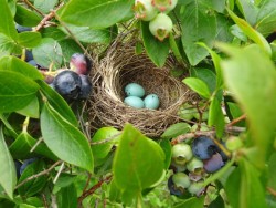 Nest blueberries Photo: Cindy Morin