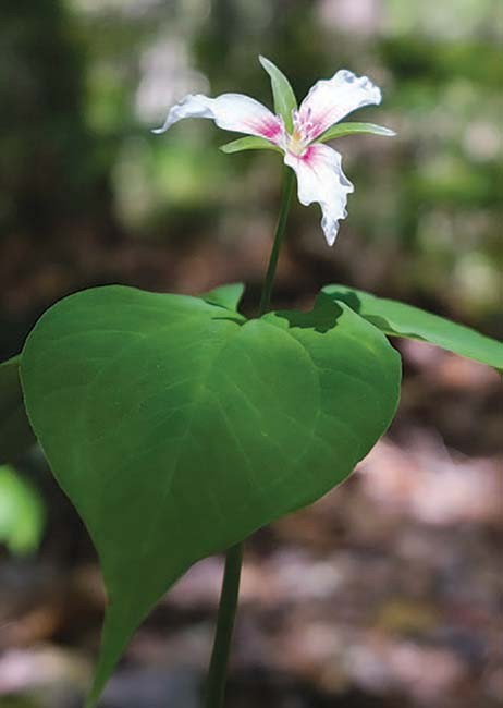 Painted trillium