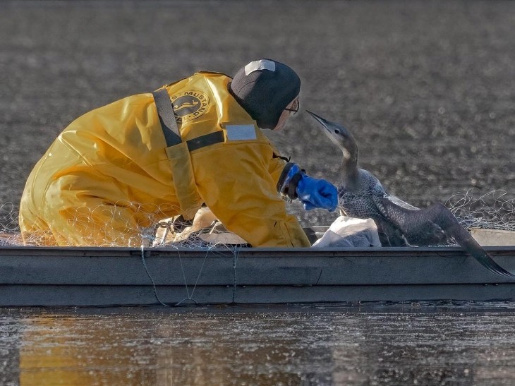 Loon rescue