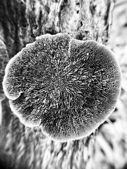 Flat polypore Photo: Kirk Gentalen