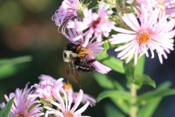 Morning bumble Photo: Jackson Saul