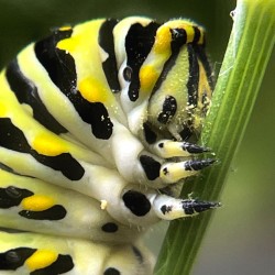Papilio polyxenes Photo: Lynette Reep