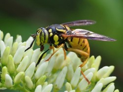 Hoverfly Photo: Charlie Schwarz